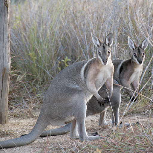 Bridled Nailtail Wallabies