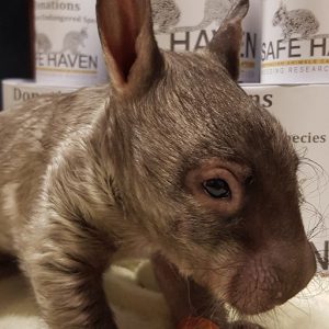 Southern Hairy Nose Wombat