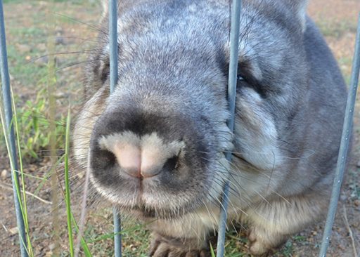 Measurement of testosterone and cortisol metabolites and luteinising hormone in captive Southern Hairy-Nosed Wombat (Lasiorhinus latifrons) urine