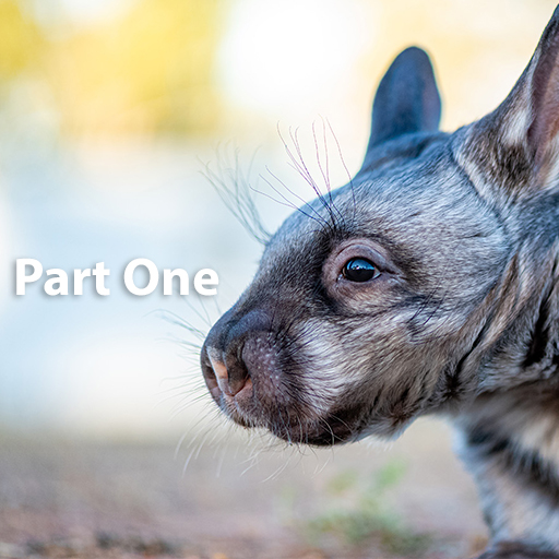 Reproductive biology of captive Southern Hairy-Nosed Wombats (Lasiorhinus latifrons). Part 1: Oestrous cycle characterisation