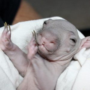 Behavioural and physiological responses of captive Wombats (Lasiorhinus latifrons) to regular handling by humans